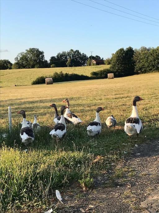 « Le Vieux Hangar » Gite A La Ferme Truffe エクステリア 写真